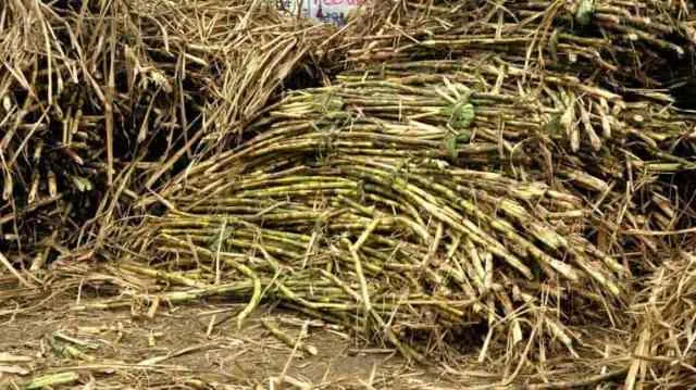 ଆଖୁଚାଷୀଙ୍କ ପ୍ରାପ୍ୟ ପ୍ରସଙ୍ଗ: ବିଜ୍ଞାପନକୁ ମାସେ ବିତିବ, ଗୋଟିଏ ବି ଆବେଦନ ଆସିନି