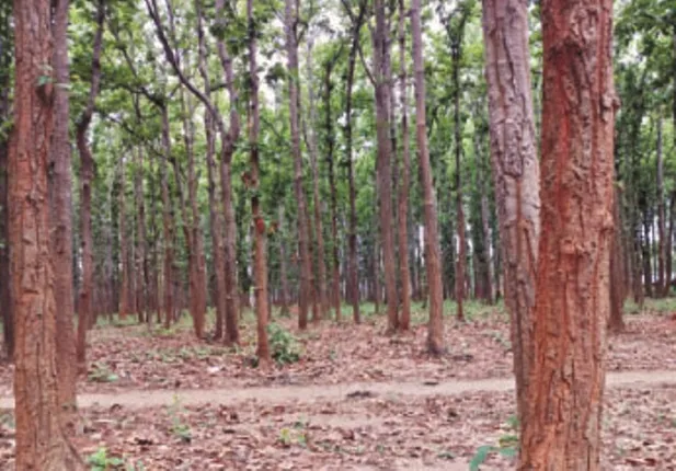 କୋରାପୁଟ ଜିଲ୍ଲାରୁ ଲୋପ ପାଇବାକୁ ବସିଲାଣି ଶାଳ ବଣ !