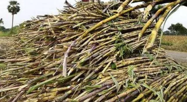 ବୁଡ଼ିଯାଉଛି ଆଖୁଚାଷୀଙ୍କ ସଂସାର : ମିଳୁନି ବାକିଆ ଟଙ୍କା, ପ୍ରଶାସନର ନିଘା ନାହିଁ