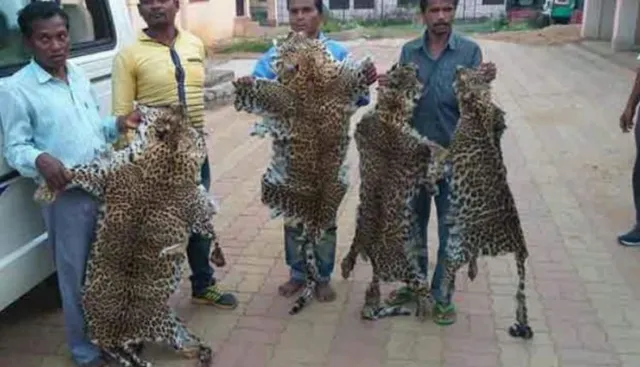 ରିମାଣ୍ଡ ପରେ ଜେଲ୍‌ ଫେରିଲେ ବାଘ ଛାଲ ବେପାରୀ