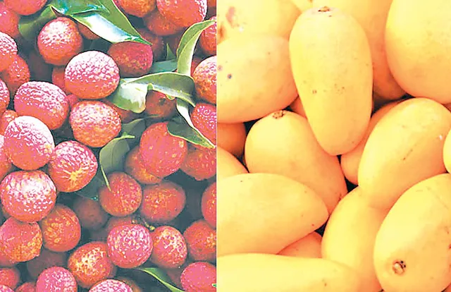 ନିର୍ବାଚନ ଆୟୋଗଙ୍କ ଆଦର୍ଶ ଆଚରଣ ବିଧିର ଉଲ୍ଲଂଘନ ଭୟରେ ଆମ୍ବ ଓ ଲିଚୁକୋଳି ବଗିଚାଗୁଡ଼ିକର ନିଲାମି ହୋଇପାରୁନାହିଁ