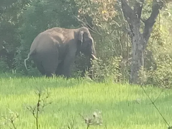 ସୁବର୍ଣ୍ଣପୁର: ବିନିକା ଅଂଚଳରେ ହାତୀ ଆତଙ୍କ, ଲୋକେ ଭୟଭୀତ