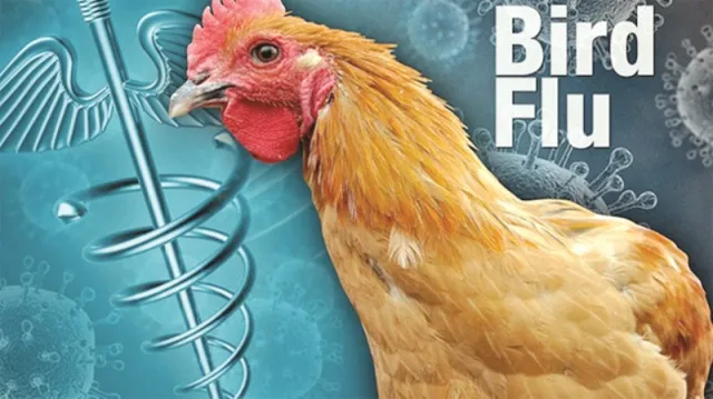 ବାର୍ଡ ଫ୍ଲୁ ପାଇଁ ଭୟଭୀତ ହୁଅନି, ଏ ଯାଏ ନମୁନା ପିଜିଟିଭ୍ ବାହାରି ନାହିଁ