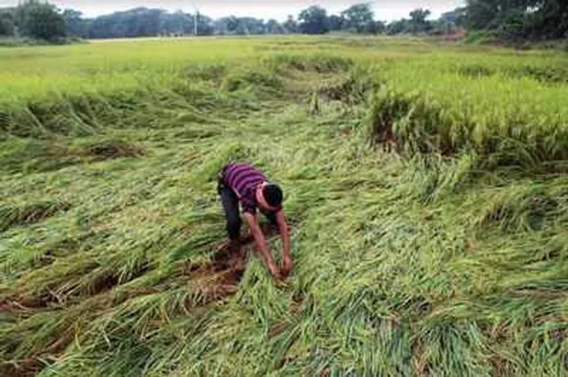 ବରଗଡ଼କୁ ପ୍ରାକୃତିକ ବିପର୍ଯ୍ୟୟ କାଳ, ବର୍ଷକରେ ଉଜୁଡ଼ୁଛି ୬୦ହଜାର ହେକ୍ଟର ଫସଲ