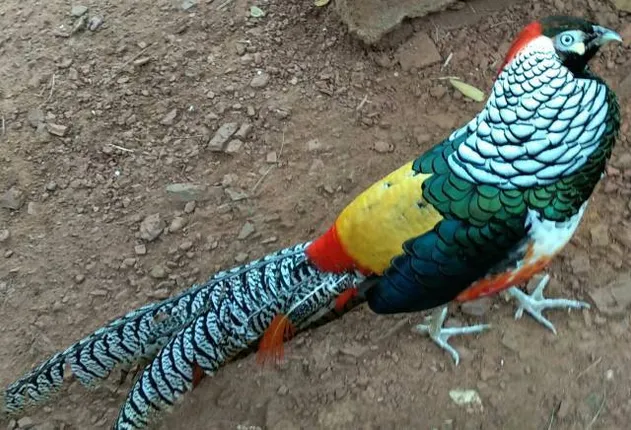 ନନ୍ଦନକାନନ ଖବର : ଦର୍ଶକଙ୍କ ମନୋରଂଜନ କରୁଛନ୍ତି ଲେଡି ଆମହର୍ଷ୍ଟ ଫିଜାଣ୍ଟ