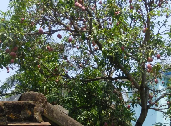 ଗଛରେ ଫଳିଛି ନାଲି ରଂଗର ଆମ୍ବ। (ଫଟୋ: ମହେନ୍ଦ୍ର, ଭୁବନେଶ୍ୱର)