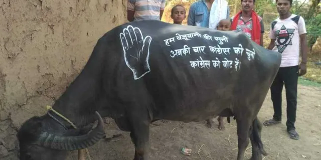 ଛତିଶଗଡ଼: ମଇଁଷି ପିଠିରେ ସ୍ଲୋଗାନ ଲେଖି ଭୋଟ ପ୍ରଚାର କରୁଥିଲେ କଂଗ୍ରେସପ୍ରାର୍ଥୀ, ନୋଟିସ ଜାରି କଲା ନିର୍ବାଚନ ଆୟୋଗ