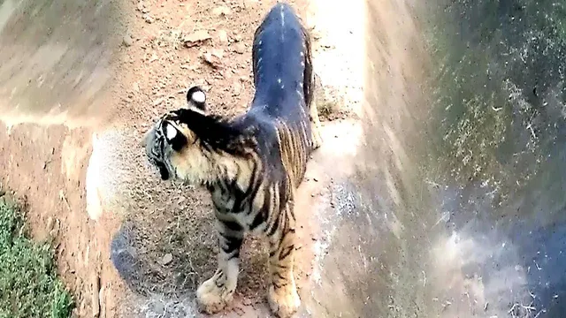 ନନ୍ଦନକାନନ ଖବର, ନନ୍ଦନକାନନର ଗୌରବ ‘କଳା ବାଘ’