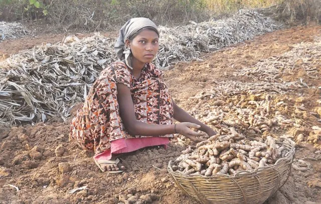 କନ୍ଧମାଳ ହଳଦୀକୁ ଜିଆଇ ମାନ୍ୟତା, ୨୦୨୮ ମସିହା ପର୍ଯ୍ୟନ୍ତ ମାନ୍ୟତା ବଜାୟ ରହିବ