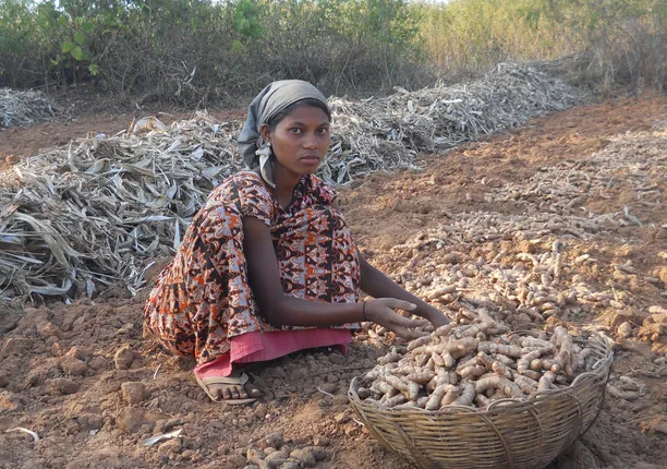 ଉତ୍କଳ ଦିବସରେ ଚାଷୀଙ୍କ ପାଇଁ ଖୁସି ଖବର: କନ୍ଧମାଳ ହଳଦୀକୁ ମିଳିଲା ଜିଆଇ ମାନ୍ୟତା