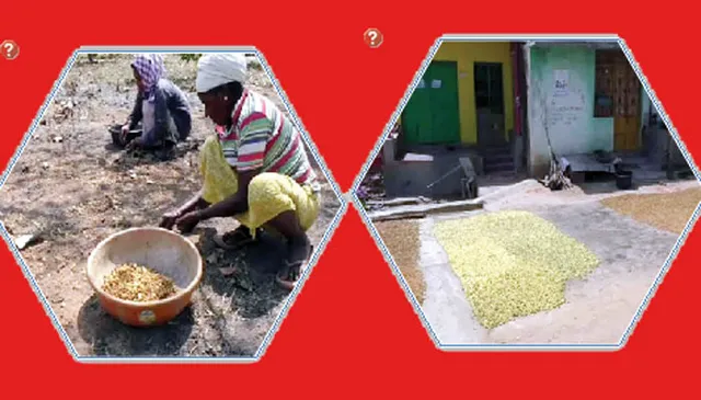 ବ୍ୟବସାୟୀଙ୍କ ନିୟନ୍ତ୍ରଣରେ ମହୁଲ ଦର, କ୍ଷତି ସହୁଛନ୍ତି ସଂଗ୍ରହକାରୀ