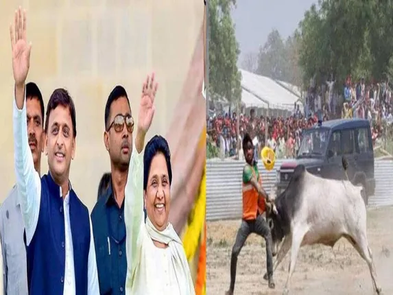 ଅଖିଳେଶ-ମାୟାବତୀଙ୍କ ରାଲିଲେ ପଶିଲା ଷଣ୍ଢ ! ଭାଇରାଲ ହେଲା ଭିଡିଓ