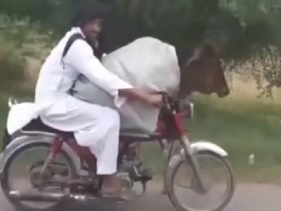 ଗାଡ଼ି ଆଗରେ ଗାଈକୁ ବସାଇ ବାଇକ୍‌ ଚଲାଇ ଭାଇରାଲ୍‌ ହେଲେ ପାକିସ୍ତାନୀ ଯୁବକ