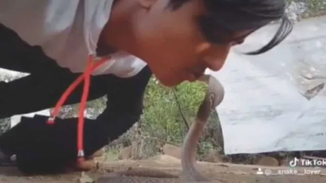 ଫଣା ଟେକିଥିବା ନାଗସାପ ସହିତ ଟିକ୍‌ଟକ୍‌ ଭିଡିଓ ବନାଇବା ଦୁଇ ବାଳକଙ୍କୁ ମହଙ୍ଗା ପଡ଼ିଲା