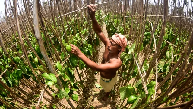 ଫନି ଉଜାଡ଼ିଛି ପାଞ୍ଚ ହଜାର ପାନ ବରଜ, ଆଉ ମିଳିବନି ଚନ୍ଦନପୁର ପାନ
