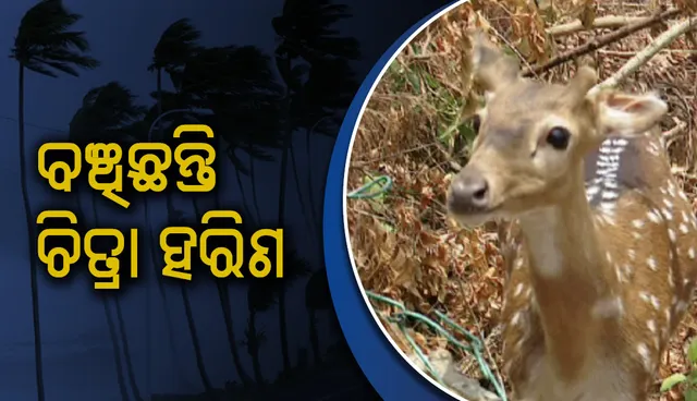 ବାଲୁଖଣ୍ଡ ଅଭୟାରଣ୍ୟରେ ସୁରକ୍ଷିତ ଅଛନ୍ତି ସମସ୍ତ ଚିତ୍ରା ହରିଣ, ପାଣି ପିଇବାକୁ ଆସୁଥିବା ବେଳେ ଭିଡିଓ ରେକର୍ଡ