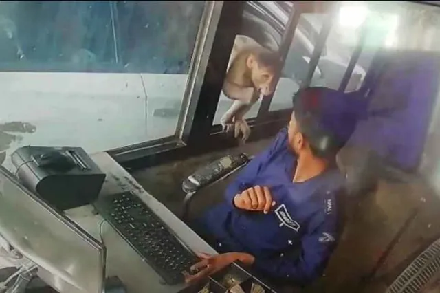 ଟୋଲ ବୁଥ୍‌ରୁ ୫,୦୦୦ହଜାର ଟଙ୍କା ଚୋରି କରି ନେଇଗଲା ମାଙ୍କଡ଼, ଭିଡିଓରେ ଦେଖନ୍ତୁ ସେ ସମୟର ଦୃଶ୍ୟ