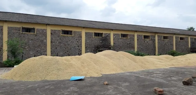 କାଳବୈଶାଖୀ ଭୟ : ମଣ୍ଡିରେ ପଡ଼ିଛି ଶହ ଶହ କୁଇଣ୍ଟାଲ୍ ଧାନ