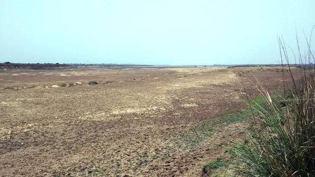 ଫିକା ପଡ଼ିଲା ମହାନଦୀ ପ୍ରସଂଗ : ଶୁଖିଲା ପଡ଼ିଛି ନଦୀ ଶଯ୍ୟା