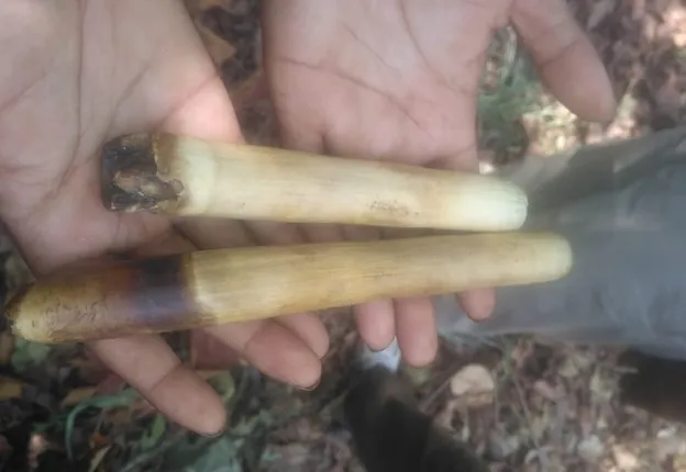 ମୃତ ହାତୀର ଦାନ୍ତ ଜବତ, ୩ ଗିରଫ