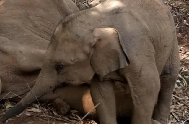 ଚିକିତ୍ସାଧୀନ ମାଈ ହାତୀ ଆଖି ବୁଜିଲା, ମା’କୁ ଝୁରୁଛି ୫ ମାସର ଶାବକ