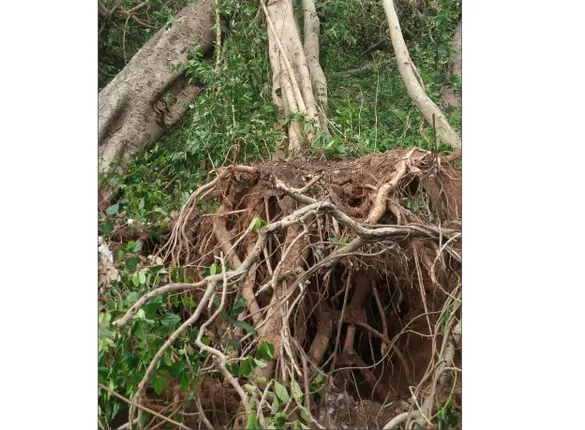 ମରିଗଲା ବୁଢ଼ା ବରଗଛ, ପୁନର୍ଜୀବୀତ ହେବ ଉଜୁଡ଼ା ସ୍ମୃତି ବୃକ୍ଷ