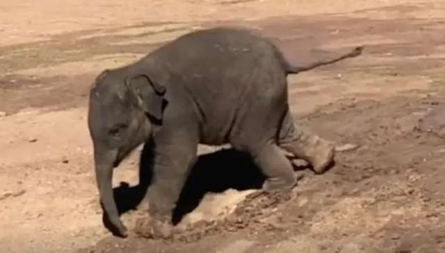 ସ୍ଥାନାନ୍ତର ହେବ ମାତୃହରା ହାତୀ ଶାବକ