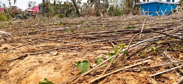 ବାଲିପାଟଣା: ପାନ ଚାଷୀ ମୁଣ୍ଡରେ ଚଡ଼କ