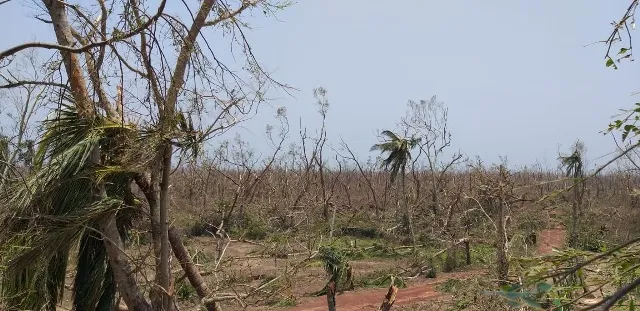 ବାଲୁଖଣ୍ଡର ଅକାଳ ମୃତ୍ୟୁ : ‘ଫନି’ ମାଡ଼ରେ ଅଭୟାରଣ୍ୟ ଧ୍ବସ୍ତ, ଉଜୁଡ଼ିଯାଇଛି ଲକ୍ଷ ଲକ୍ଷ କାଜୁ, ଝାଉଁ ଗଛ