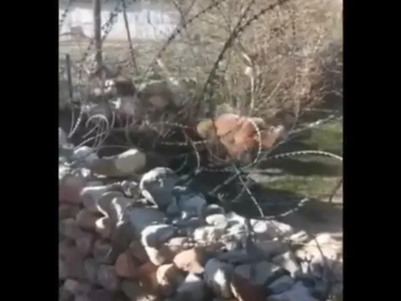 ମାନବିକତାର ମୃତ୍ୟୁ ! ଲୋକଙ୍କ  ପଥର ମାଡ଼ରେ ପାହାଡ଼ରୁ ନଦୀକୁ ଖସି ପଡ଼ି ଭାଲୁର ଜୀବନ ଗଲା, ଭିଡିଓରେ ଦେଖନ୍ତୁ ସେ ସମୟର ଦୃଶ୍ୟ