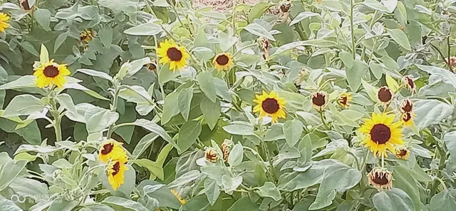 ବାତ୍ୟା ‘ଫନି’ ପରେ ହସୁଛି ସୂର୍ଯ୍ୟମୁଖୀ। (ଫଟୋ: ମନୋଜ ବିଶ୍ୱାଳ, ବାଲେଶ୍ୱର)