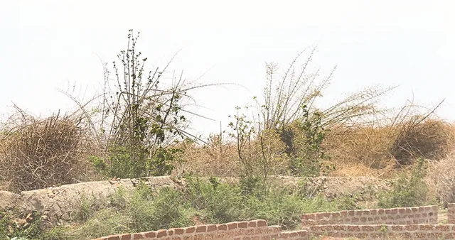 ‘ଫନି’ ମାଡ଼ରେ ଉଜୁଡ଼ି ଗଲା ଚନ୍ଦକା ବାଉଁଶ, ଶୁଖିଲା ବୁଦାକୁ ନିଆଁ ଭୟ