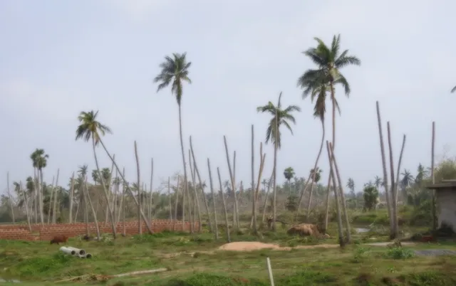ଚାଷୀ ମୁଣ୍ଡରେ ଚଡ଼କ : ସାତସପନ ପାଲଟିବ ସାକ୍ଷୀଗୋପାଳର ନଡ଼ିଆ, ପାଣିରେ ଲୋଟିଛି ଧାନ, ବିରି, ମୁଗ, କଦଳୀ