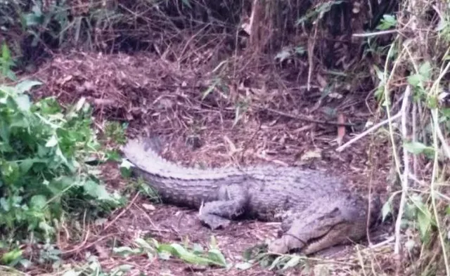 ମହାକାଳପଡ଼ା: ବାଉଁଶମୋଟାରୁ ୬୫ଟି ଅଣ୍ଡା ସହ ବଉଳା କୁମ୍ଭୀର ଉଦ୍ଧାର