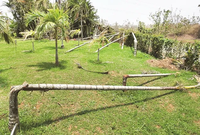 ଏକାମ୍ର କାନନକୁ ଫନି ମାଡ଼, ୫ କୋଟିର ଛାରଖାର