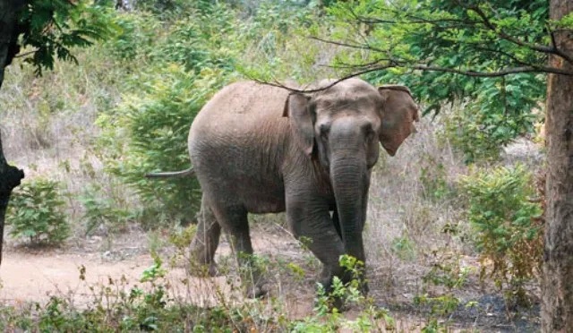 ଦନ୍ତା ନେଲେ ଦୁଇ ଜୀବନ