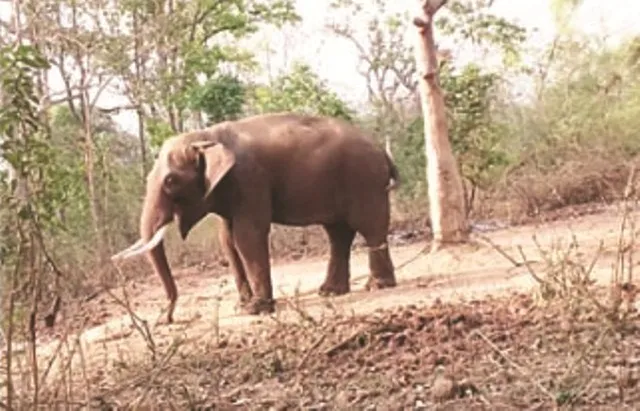 ଦାନ୍ତ ପାଇଁ ଦନ୍ତା ହତ୍ୟା : ସଂରକ୍ଷିତ ଜଂଗଲରୁ ମୃତଦେହ ଠାବ