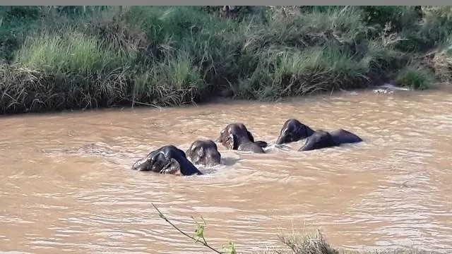 ସୀମାନ୍ତ ଛାଡ଼ୁନାହାନ୍ତି ଗଜରାଜ, ଚିନ୍ତାରେ ଆନ୍ଧ୍ର-ଓଡ଼ିଶା ବନ ବିଭାଗ