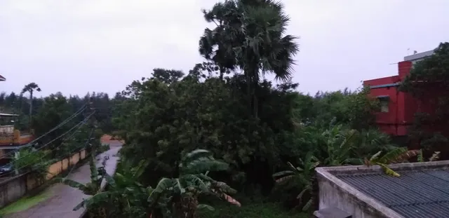 ବାତ୍ୟାରେ ମରିଗଲେ ୩୪ ଲକ୍ଷ ୫୨ ହଜାର ପଶୁପକ୍ଷୀ: ରିପୋର୍ଟ