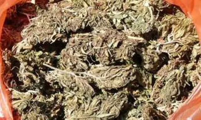 ୨୧ କ୍ବିଣ୍ଟାଲ ଗଂଜେଇ ଜବତ, ୪ ଗିରଫ