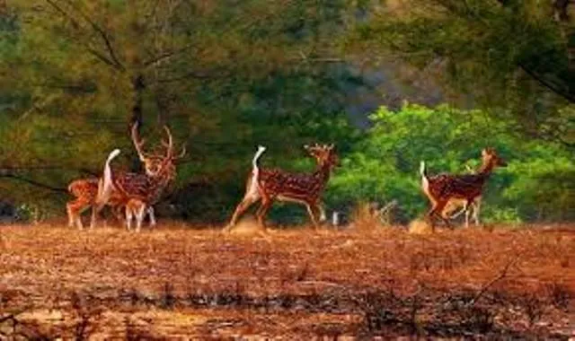 ବାଲୁଖଣ୍ଡ ଅଭୟାରଣ୍ୟ ଚିନ୍ତା ପଶିଲା: ୧୬ରୁ ଡ୍ରୋନ୍‌ ଖୋଜିବ ହରିଣ