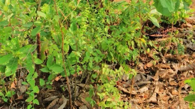 ଜୟପୁର: ପରଜାଗୁଡ଼ା ପାହାଡ଼ ଉପରେ ବୃଦ୍ଧଙ୍କ ଶବ; ହତ୍ୟା ସନ୍ଦେହ