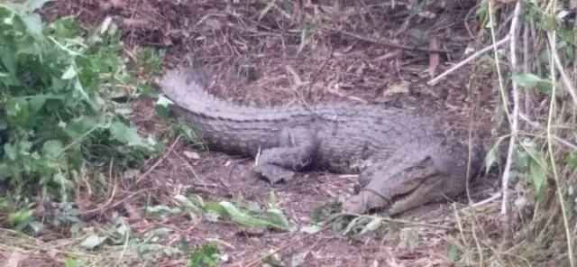 ବ‌ାଡ଼ିରୁ ବଉଳା କୁମ୍ଭୀର ଉଦ୍ଧାର, ମିଳିଲା ୫୯ ଅଣ୍ଡା