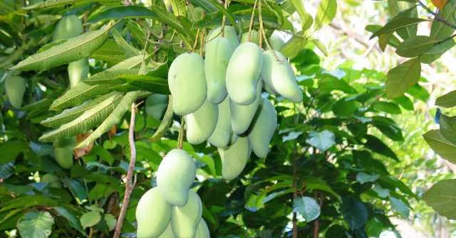 ଆମ୍ବ ତୋଳିବାକୁ ଯାଇ ବିଦ୍ୟୁତ ଆଘାତରେ ଦମ୍ପତିଙ୍କ ମୃତ୍ୟୁ