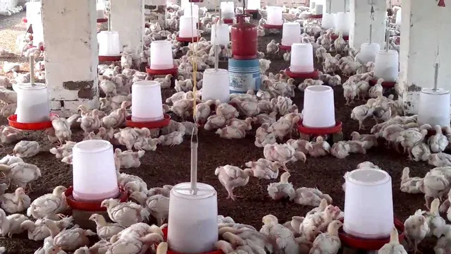 ୧୬ କୋଟି ଟଙ୍କାର କୁକୁଡ଼ା ଫାର୍ମ ନଷ୍ଟ