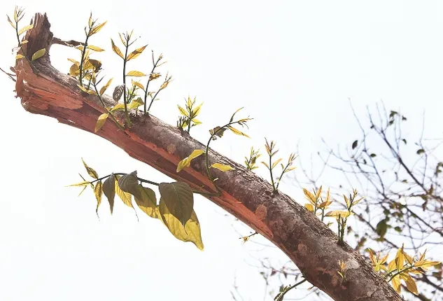 ପ୍ରକୃତି ନେଇଥିଲା ଦେଲା