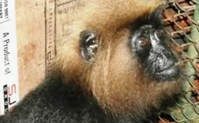 ନନ୍ଦନକାନନରେ ଅସୁସ୍ଥ ନୀଳଗିରି ହନୁ ମୃତ