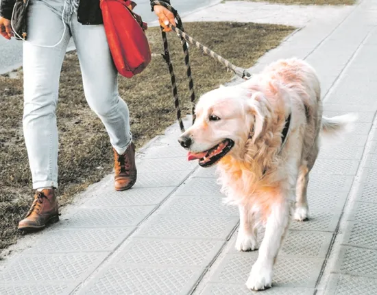 ପୋଷା କୁକୁରକୁ ପଦାକୁ ଆଣିଲେ ତଣ୍ତ ଓ ଦଣ୍ତ!