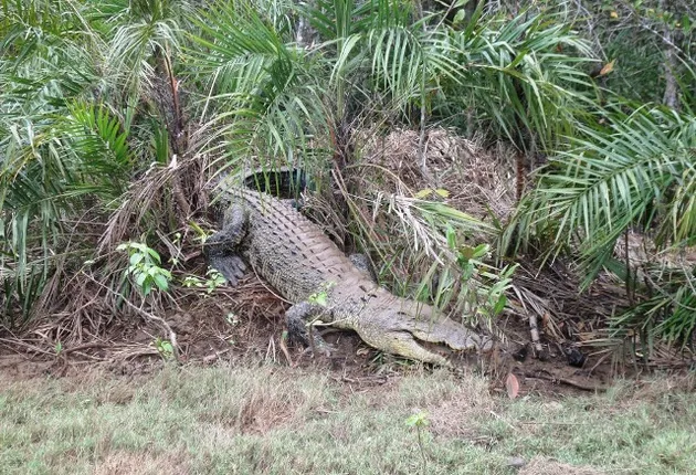 ଭିତରକନିକାରେ ୨୫ଟି କୁମ୍ଭୀର ବସା ଚିହ୍ନଟ