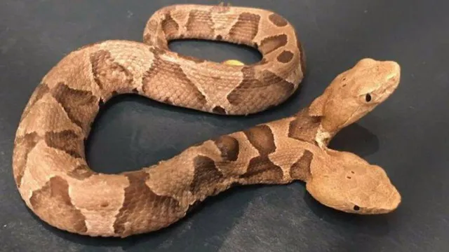 ମୁମ୍ବାଇରୁ ଉଦ୍ଧାର ହେଲା ଦୋମୁହାଁ ଦୁଲର୍ଭ ସାପ, ମୂଲ୍ୟ ଜାଣି ଆପଣ ବି ହାଇଯିବେ ଆଶ୍ଚର୍ଯ୍ୟ